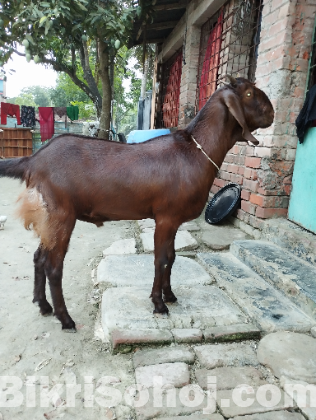 Goat, Black Bengal(Kushtia Grade)